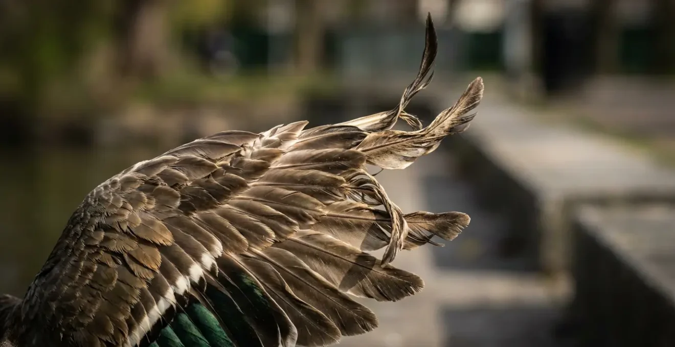 Canard sauvage avec déformation des ailes dans un parc urbain français